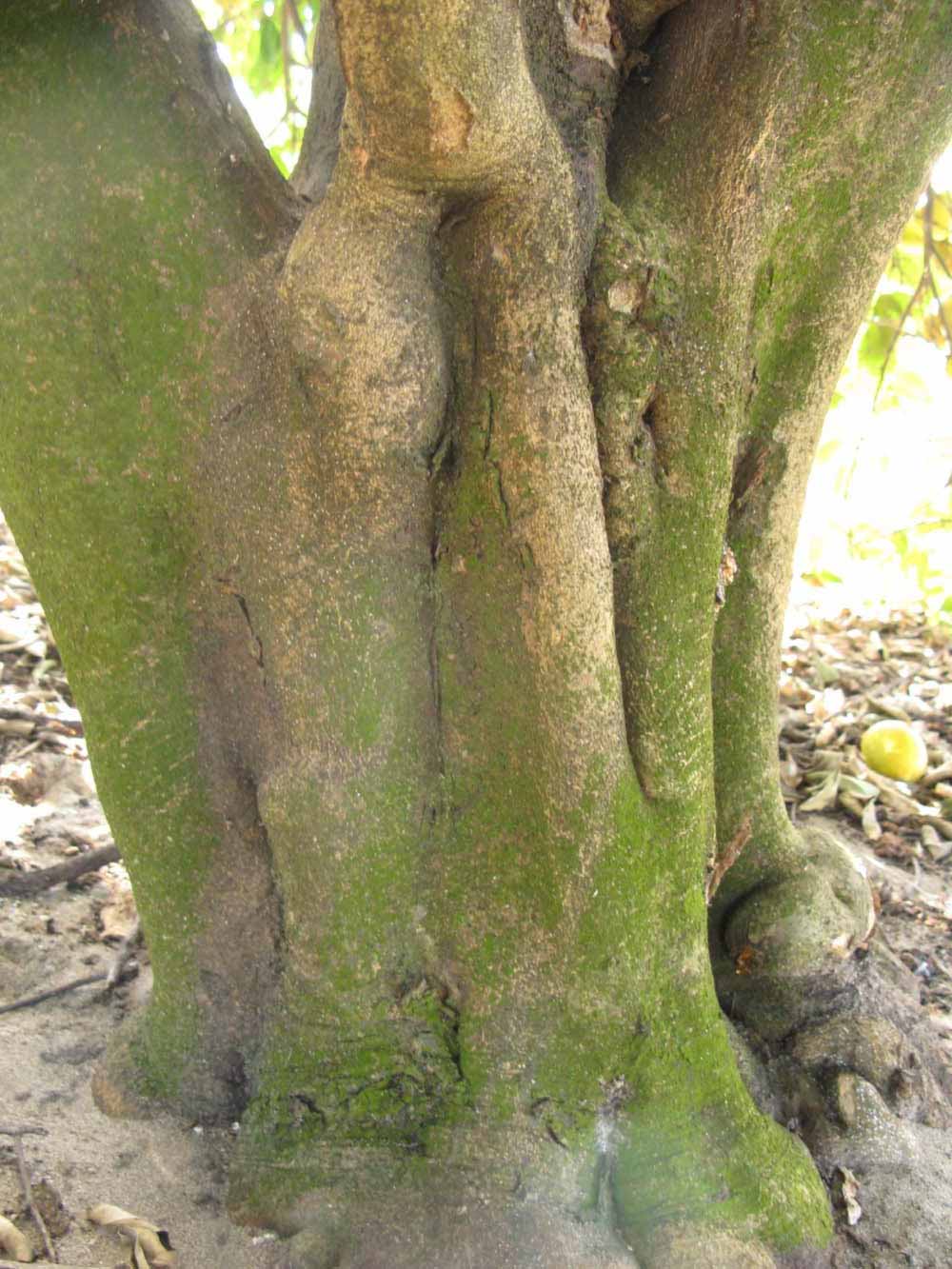              Bark (Winter Haven, FL)       